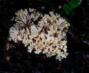 Ramaria 19-5009